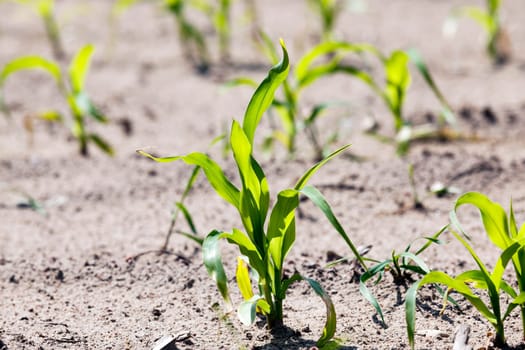an agricultural field, which is growing young green corn. close-up