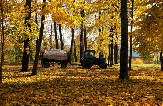 cleaning in the fallen-down fall of foliage.  foliage is loaded into a tractor