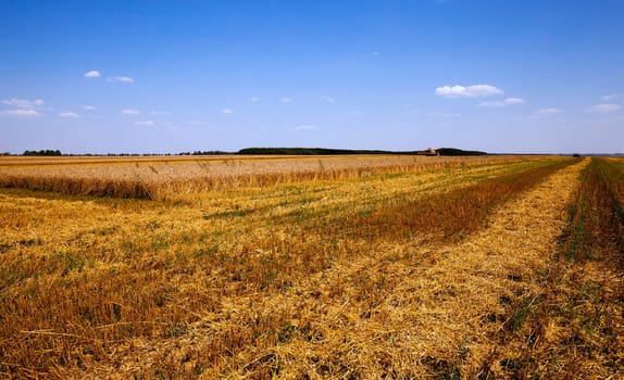 an agricultural field on which carry out wheat cleaning