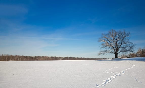 lonely oak tree in a field. The ground is covered with snow. On the traces of snow. Away growing forest.