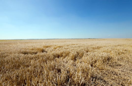 Agricultural field on which grow ripe wheat.