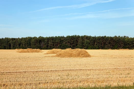 an agricultural field on which collect wheat