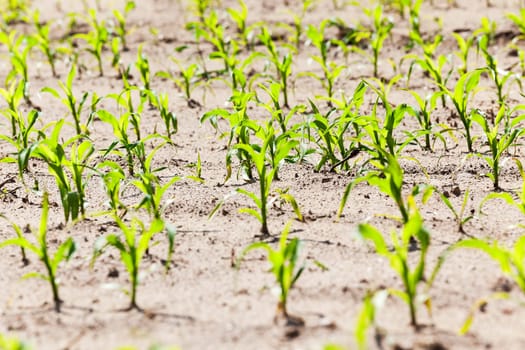 an agricultural field, which is growing young green corn. close-up
