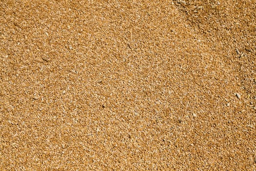 the grains of wheat collected in heaps during harvesting
