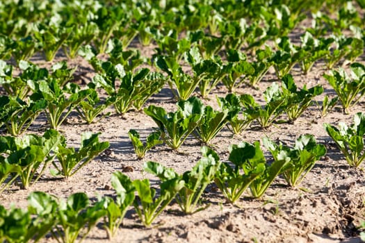 Agricultural field on which grow sugar beets. Spring. beetroot sprouts