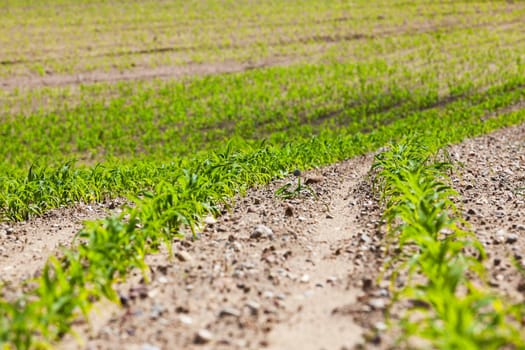 agricultural field, which is growing young green corn. Spring