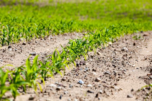 an agricultural field, which is growing young green corn. Spring. close-up