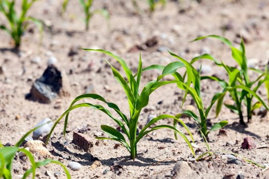 an agricultural field, which is growing young green corn. close-up