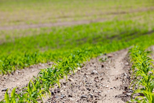 Agricultural field on which grow the young green corn. close-up. Spring
