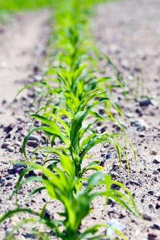 agricultural field, which is growing young green corn. Spring