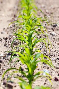 an agricultural field, which is growing young green corn. close-up
