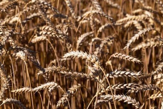 Agricultural field on which grow ripe cereals
