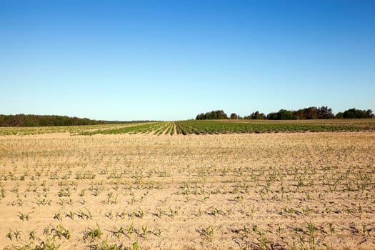 agricultural field on which grows green potatoes, spring, blue sky