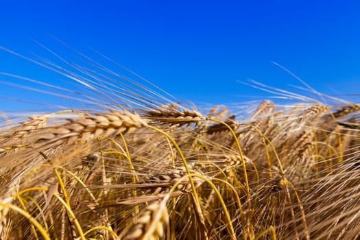 agricultural field where a farmer grows cereals. field of wheat