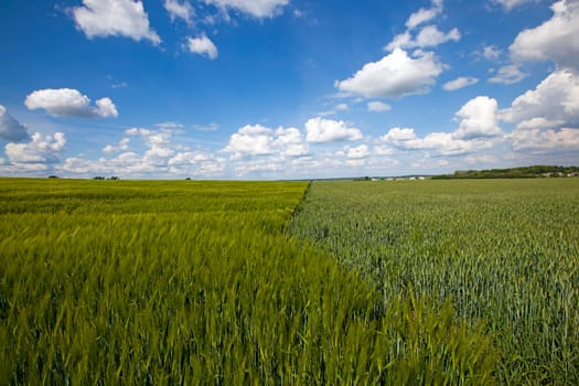 an agricultural field on which grow up cereals