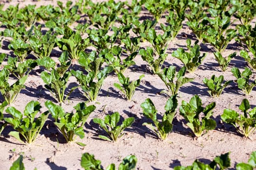 Agricultural field on which grow sugar beets. Spring. beetroot sprouts
