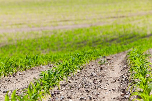 agricultural field on which to grow crops - corn. Spring. close-up