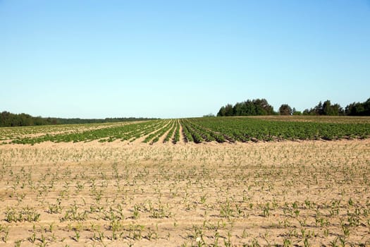 agricultural field on which grows green potatoes, spring, blue sky