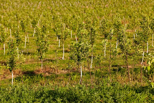 young seedlings of fruit trees in the garden. It&#39 S Spring.