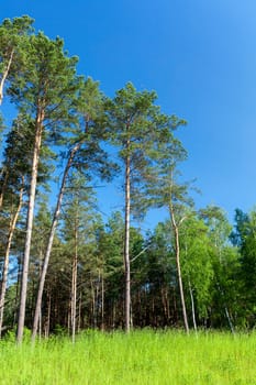 forest photo, which grows a large number of pine trees, solitary trees on a background of blue sky