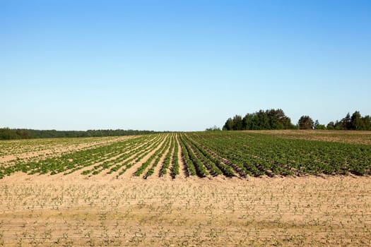 agricultural field on which grows green potatoes, spring, blue sky