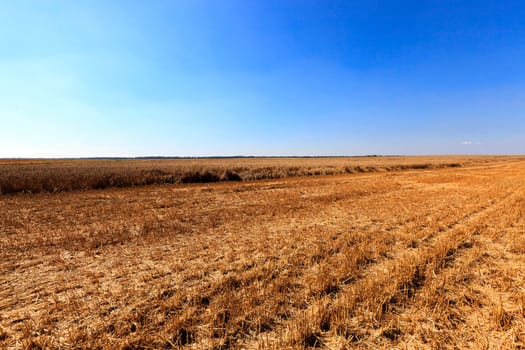 agricultural field where harvest of cereals, in field