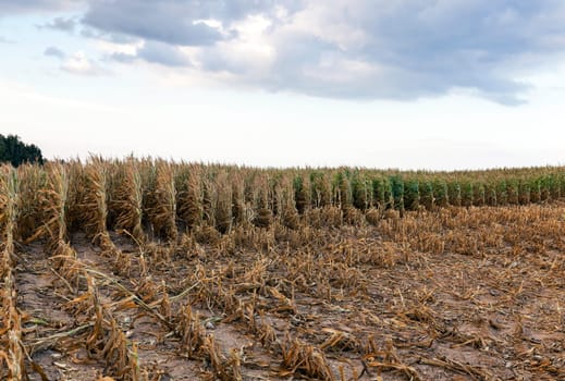 agricultural field, which collected mature corn crop, beveled yellowed stalks of a plant close up, the autumn season, blue sky