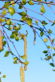 photographed close-up of a young birch tree green leaves on the background blue sky