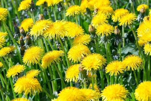 photographed close-up of yellow dandelions in springtime, shallow depth of field