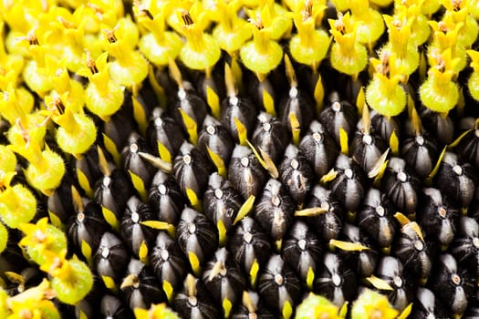 photographed closeup large outdoor flower sunflower. black sunflower seeds
