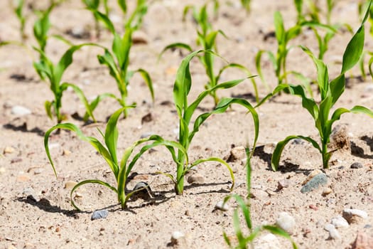 agricultural field, which is growing young green corn. Spring