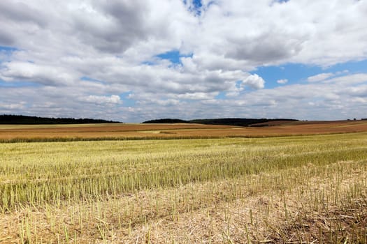 an agricultural field where they grow canola, summer