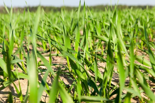 Agricultural field on which grow immature cereals, wheat.