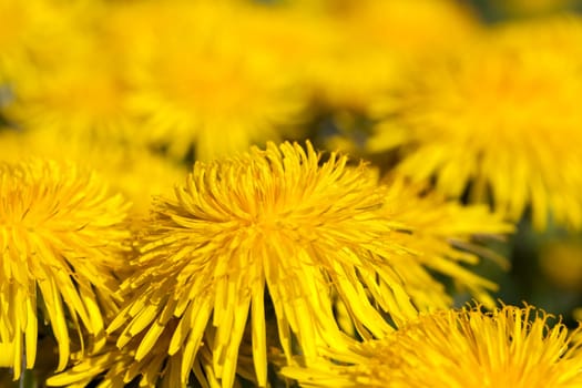 photographed close-up of yellow dandelions in springtime, shallow depth of field