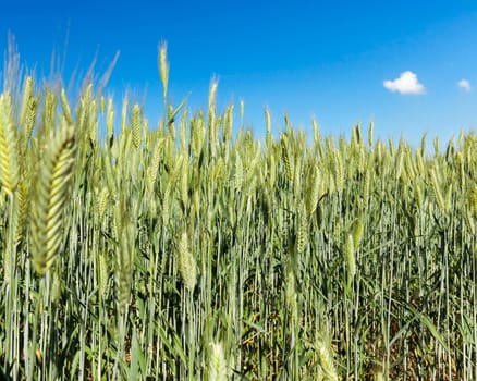 Agricultural field on which grow immature young cereals, wheat. Blue sky with clouds in the background