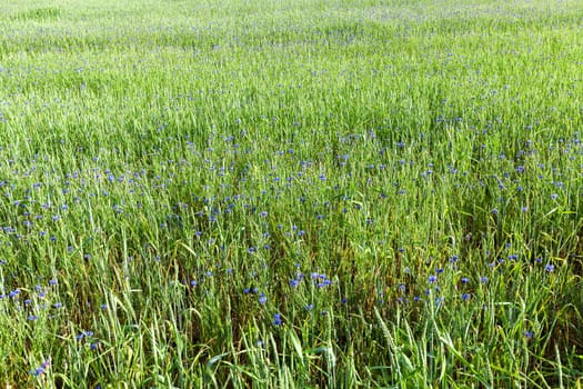 Agricultural field on which grow immature cereals, wheat.