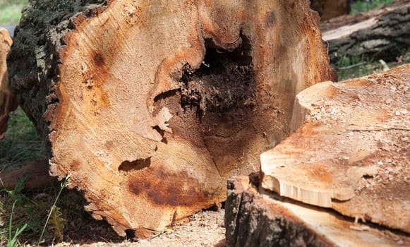 photographed close-up of the old cut tree trunk, broken after the storm