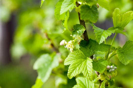 photographed close-up currant flowers in spring season