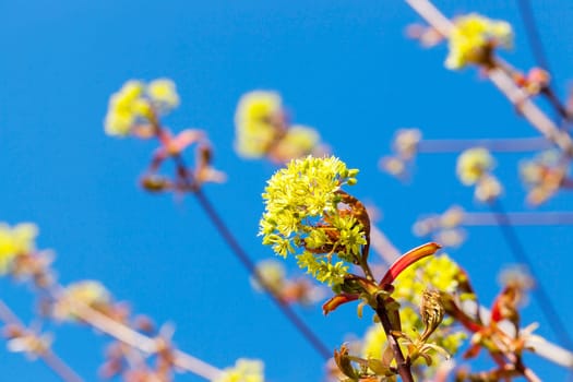 photographed close-up green and yellow flowers of a blossoming tree maple. Spring season