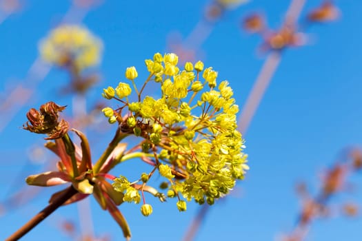 photographed close-up green and yellow flowers of a blossoming tree maple. Spring season