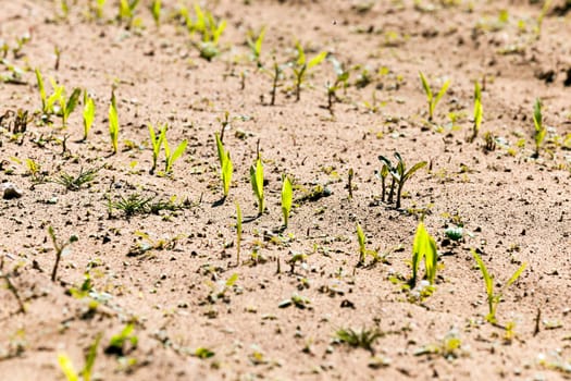 Agricultural field on which grow the young green corn. close-up. Spring