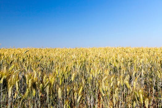 Agricultural field on which grow yellowed grass, which is almost ready for harvest, close-up. In the background a blue sky