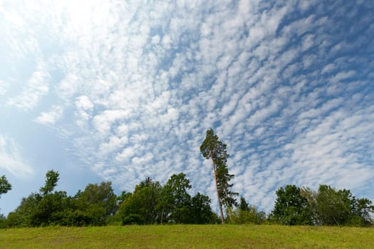 photographed and pine trees growing on a hill slope. The summer season, in the background the sky with clouds
