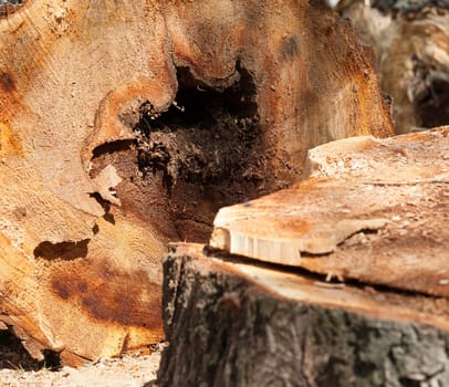photographed close-up of the old cut tree trunk, broken after the storm