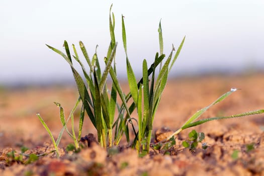 photographed close up young grass plants green wheat growing on agricultural field, agriculture, against the blue sky