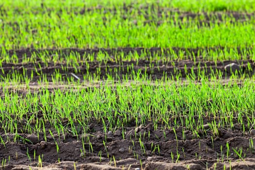 photographed close up young grass plants green wheat growing in the field of agriculture, Agriculture