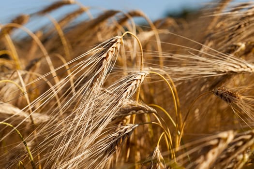 an agricultural field with yellowed ripe cereal in the summer