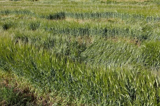close-up pictures taken unripe green cereals in summer