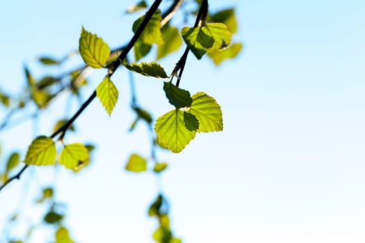 photographed close-up of a young birch tree green leaves on the background blue sky