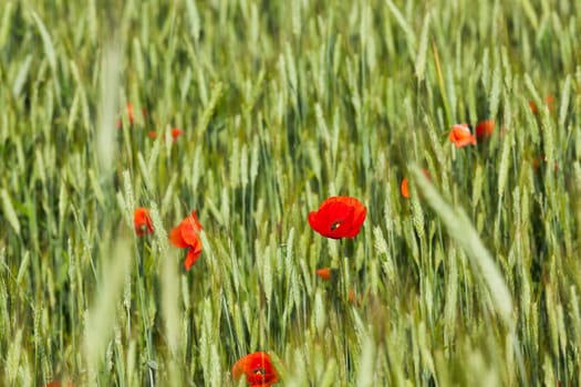 photographed close-up of red poppy flowers growing in the field. summer